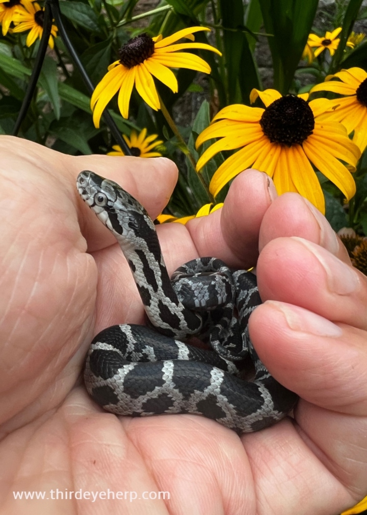 Black Rat Snake